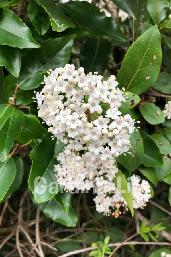 Kartopu Fidanı Parlak Yapraklı ( Viburnum Lucidum )