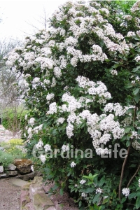 Kartopu Fidanı Parlak Yapraklı ( Viburnum Lucidum ) - Thumbnail