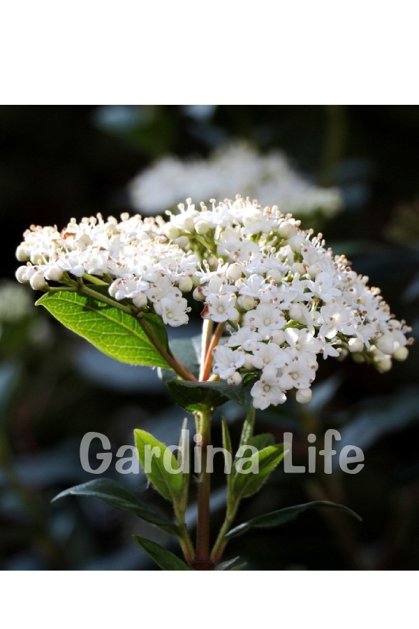 Gardinalife - Kartopu Fidanı Parlak Yapraklı ( Viburnum Lucidum )