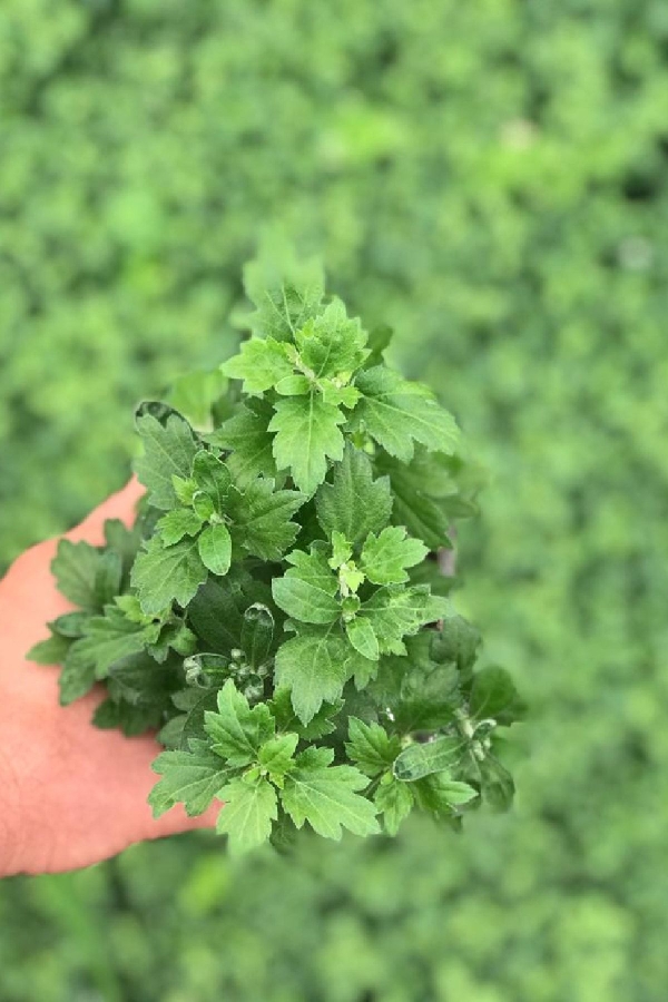 Kasımpatı Çiçeği Katmerli Beyaz 1 Adet ( Chrysanthemum White )