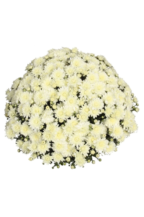 Kasımpatı Çiçeği Katmerli Beyaz 1 Adet ( Chrysanthemum White )