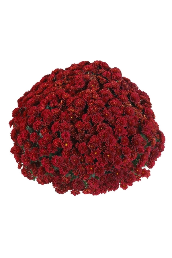 Gardinalife - Kasımpatı Çiçeği Katmerli Kırmızı 1 Adet ( Chrysanthemum Red )