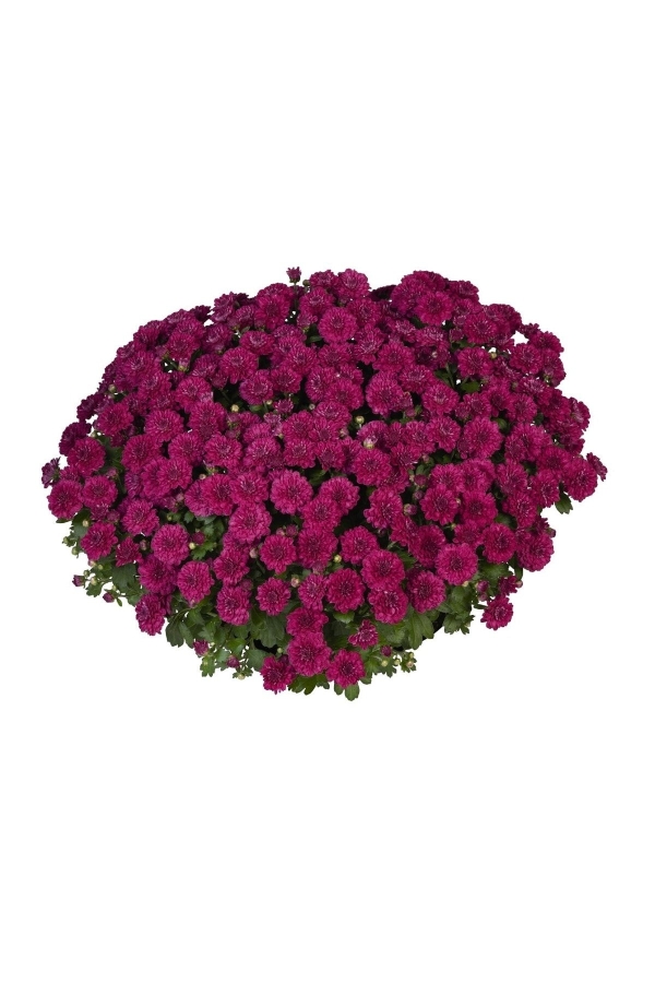 Kasımpatı Çiçeği Katmerli Mor 1 Adet ( Chrysanthemum Purple )