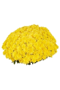 Kasımpatı Çiçeği Katmerli Sarı 1 Adet ( Chrysanthemum Yellow ) - Thumbnail