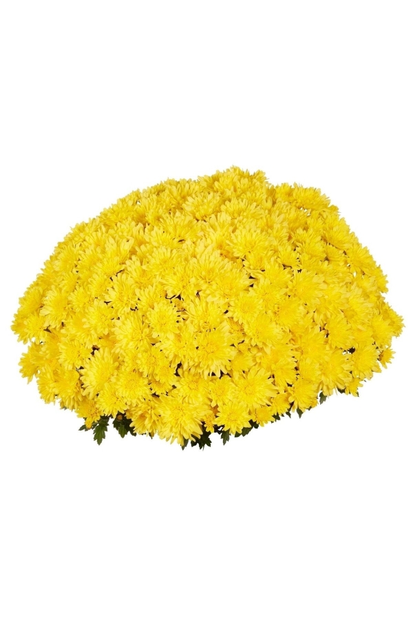 Gardinalife - Kasımpatı Çiçeği Katmerli Sarı 1 Adet ( Chrysanthemum Yellow )