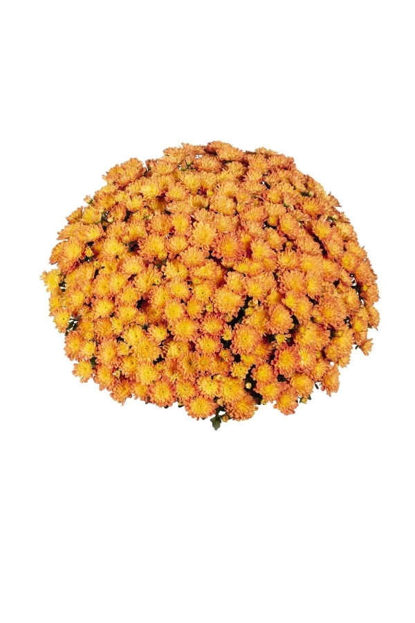 Kasımpatı Çiçeği Katmerli Turuncu 1 Adet ( Chrysanthemum Orange )