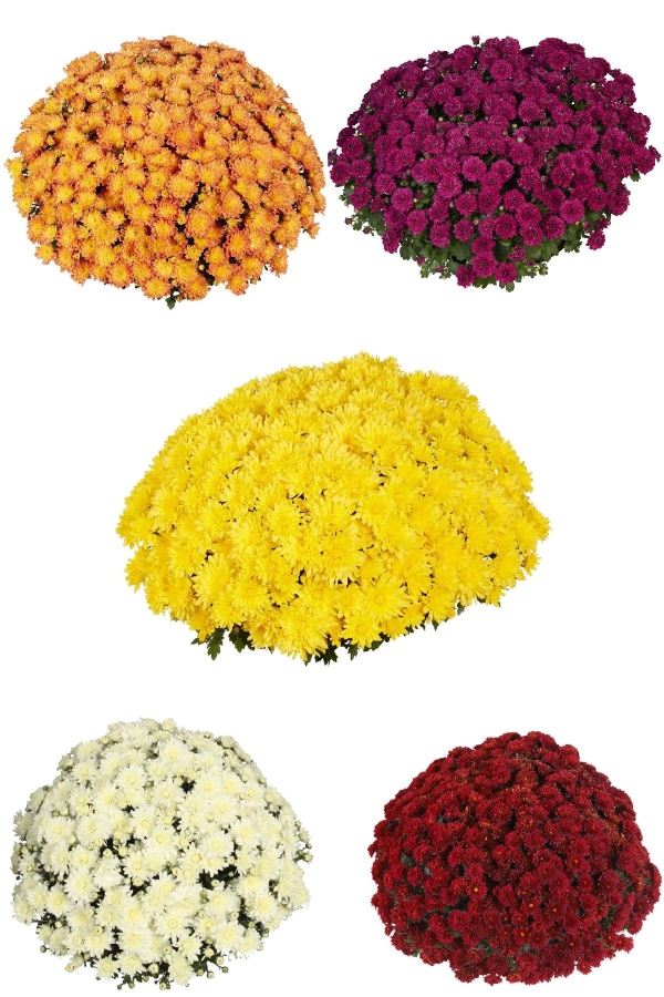 Kasımpatı Fidesi Katmerli 5 Adet Chrysanthemum Mix