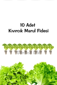 Kıvırcık Marul Fidesi 10 Adet - Thumbnail