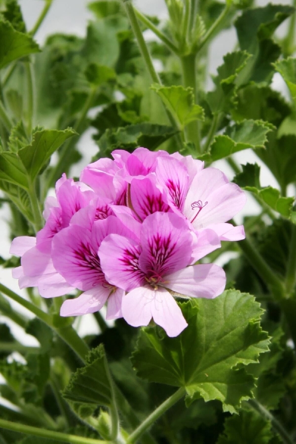 Kola Kokulu Sardunya Fidesi Yoğun Kokulu ( Pelargonium Species Odorata ) Cola 1 Adet