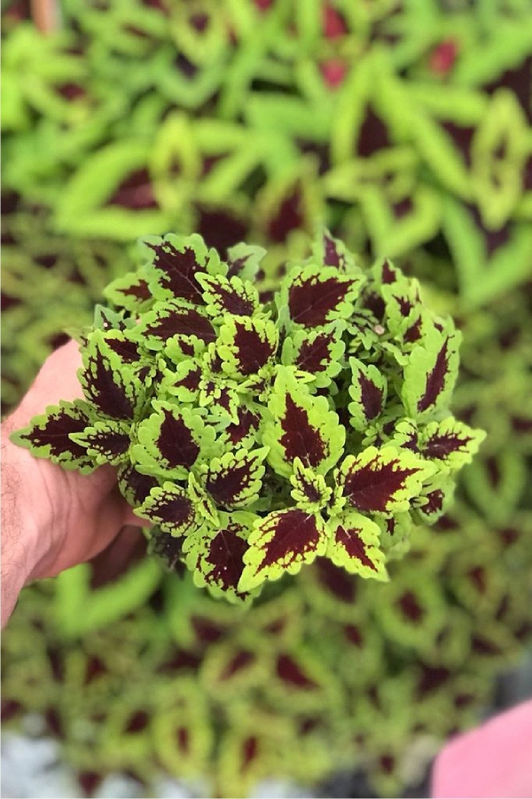 Kolyos Yaprak Güzeli 1 Adet Roly Poly 9cm Saksıda