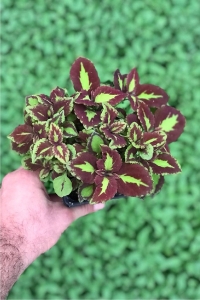 Kolyos Yaprak Güzeli Coleus Red Road Green Square 1 Adet 9 Cm Saksıda - Thumbnail