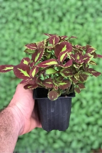 Kolyos Yaprak Güzeli Coleus Red Road Green Square 1 Adet 9 Cm Saksıda - Thumbnail