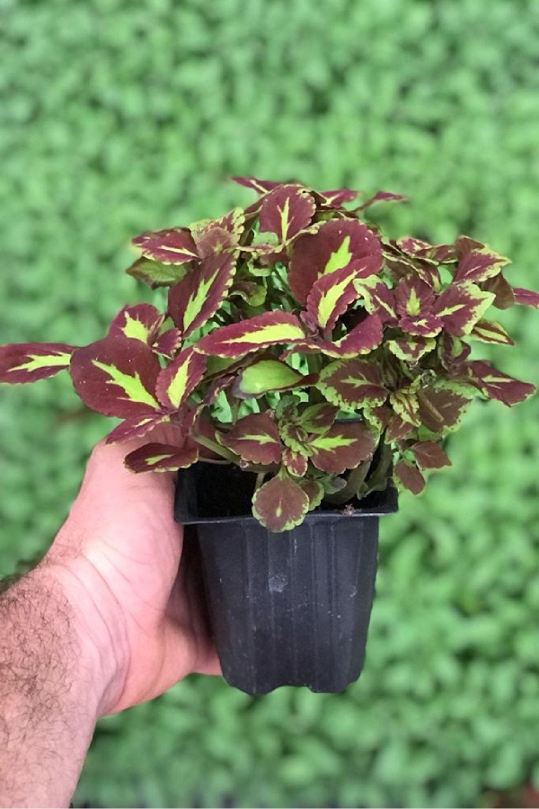 Kolyos Yaprak Güzeli Coleus Red Road Green Square 1 Adet 9 Cm Saksıda