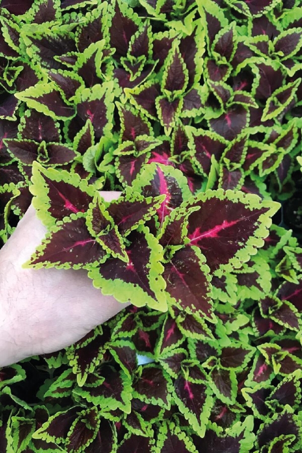 Gardinalife - Kolyos Yaprak Güzeli Fidesi 1 Adet Coleus Green Road