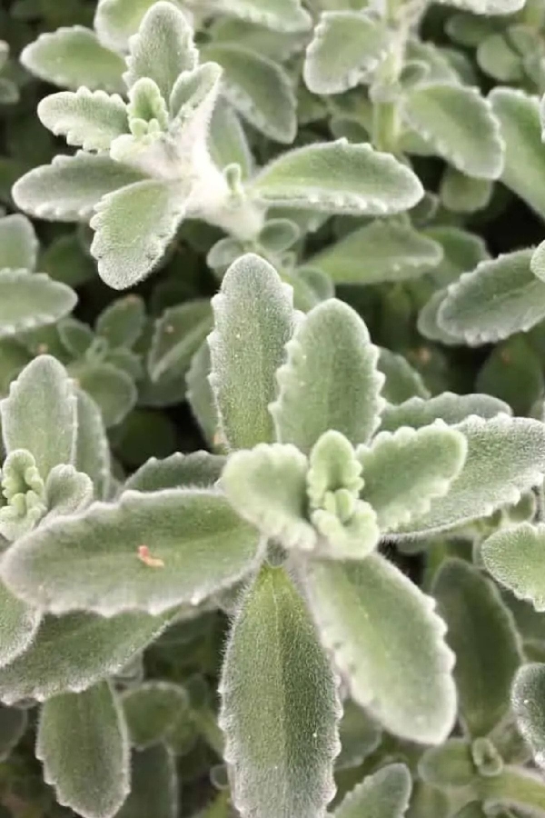 Gardinalife - Küba Kekiği ( Plectranthus Amboinicus ) Malibu 1 Adet