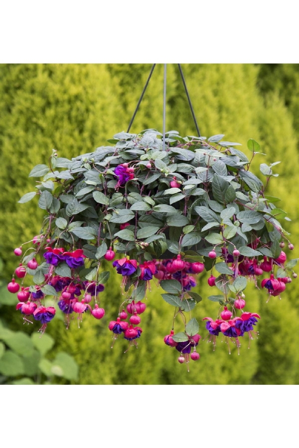 Küpe Çiçeği Fidesi Katmerli ( Fuchsia Cultivars ) Dark Eyes 1 Adet 10 Cm Saksıda