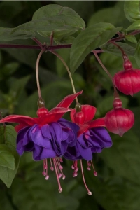 Küpe Çiçeği Fidesi Katmerli ( Fuchsia Cultivars ) Dark Eyes 1 Adet 10 Cm Saksıda - Thumbnail