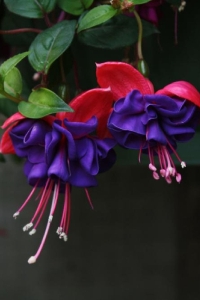 Küpe Çiçeği Fidesi Katmerli ( Fuchsia Cultivars ) Dark Eyes 1 Adet 10 Cm Saksıda - Thumbnail