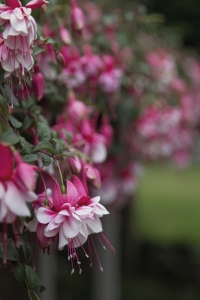 Küpe Çiçeği Fidesi Katmerli Fuchsia Cultivars El Camino 1 Adet - Thumbnail