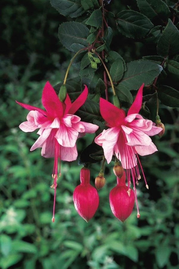 Gardinalife - Küpe Çiçeği Fidesi Katmerli Fuchsia Cultivars El Camino 1 Adet