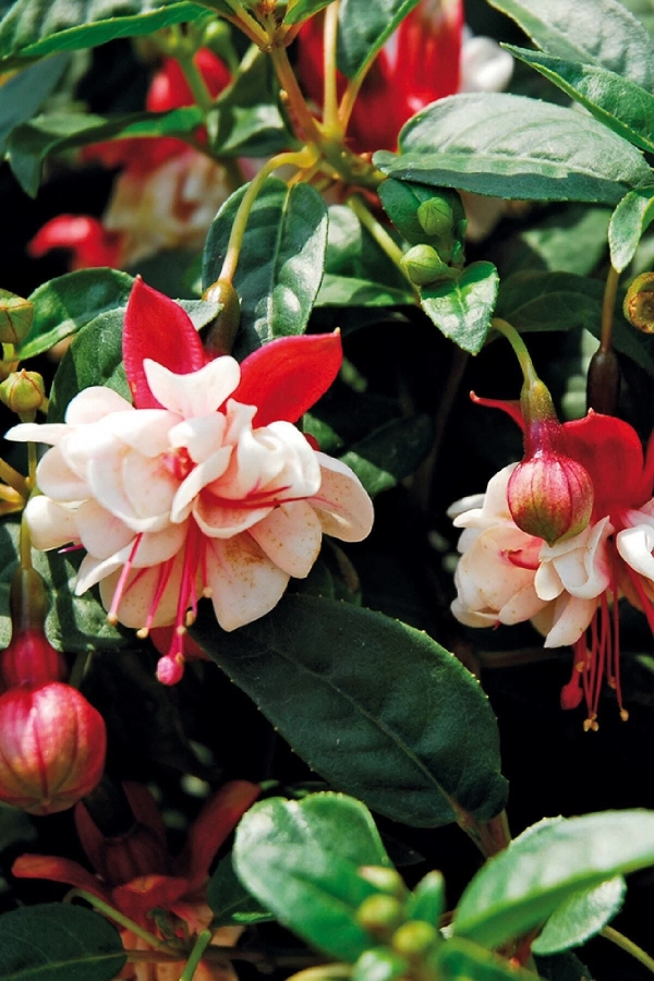 Küpe Çiçeği Fidesi Katmerli ( Fuchsia Cultivars ) Red White 1 Adet