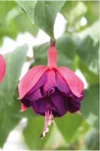 Küpe Çiçeği Fidesi Katmerli Xl Çiçek ( Fuchsia Cultivars ) Magenta Purple 1 Adet - Thumbnail