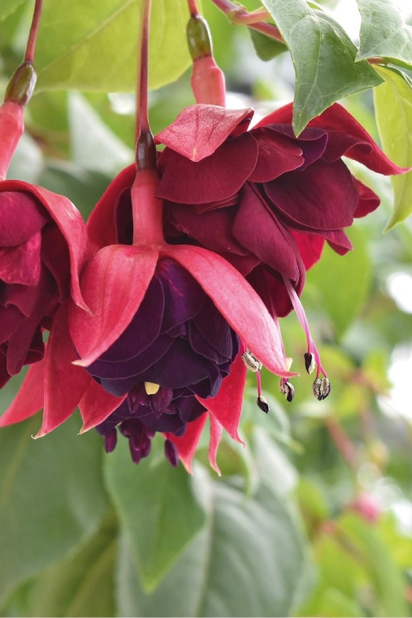 Küpe Çiçeği Fidesi Katmerli Xl Çiçek ( Fuchsia Cultivars ) Magenta Purple 1 Adet