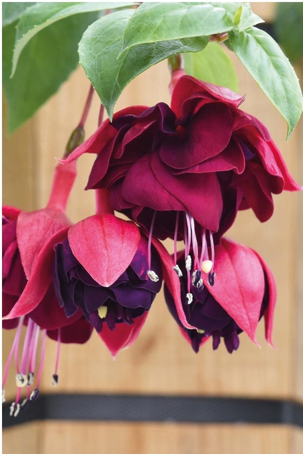 Küpe Çiçeği Fidesi Katmerli Xl Çiçek ( Fuchsia Cultivars ) Magenta Purple 1 Adet