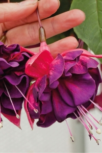 Küpe Çiçeği Fidesi Katmerli Xl Çiçek ( Fuchsia Cultivars ) Magenta Purple 1 Adet - Thumbnail