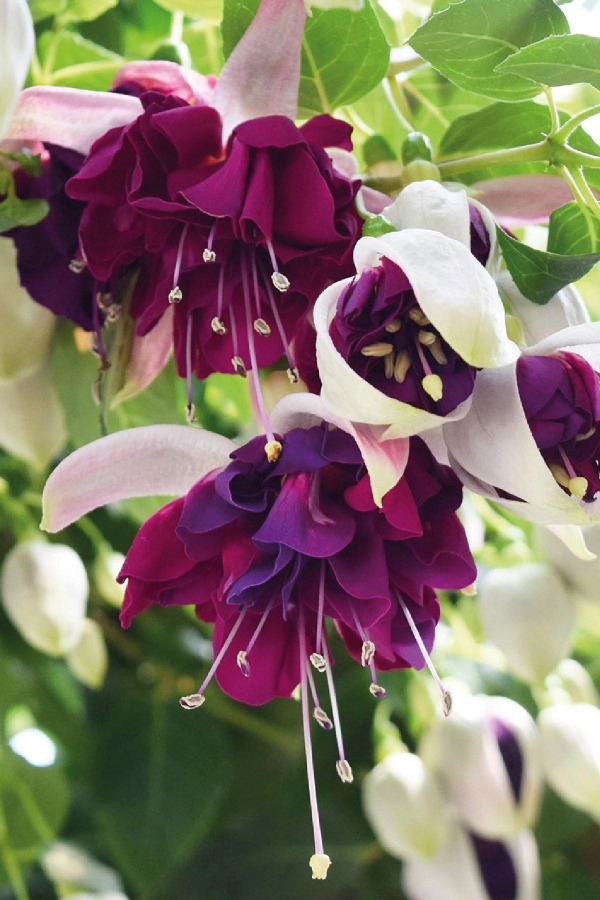 Küpe Çiçeği Fidesi Katmerli Xl Çiçek ( Fuchsia Cultivars ) White Purple 1 Adet