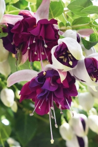 Küpe Çiçeği Fidesi Katmerli Xl Çiçek ( Fuchsia Cultivars ) White Purple 1 Adet - Thumbnail