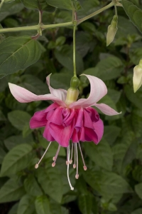 Küpe Çiçeği Fidesi Katmerli Xxl Çiçek ( Fuchsia Cultivars ) Bella Rosella 1 Adet - Thumbnail