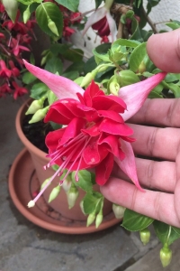 Küpe Çiçeği Fidesi Katmerli Xxl Çiçek ( Fuchsia Cultivars ) Bella Rosella 1 Adet - Thumbnail