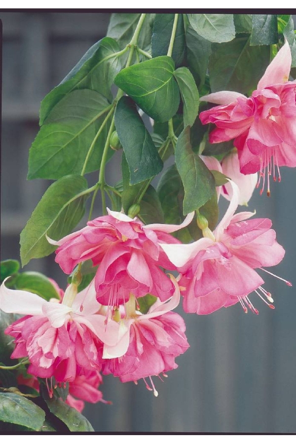 Küpe Çiçeği Fidesi Katmerli Xxl Çiçek ( Fuchsia Cultivars ) Peachy 1 Adet