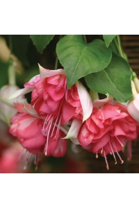 Küpe Çiçeği Fidesi Katmerli Xxl Çiçek ( Fuchsia Cultivars ) Peachy 1 Adet - Thumbnail