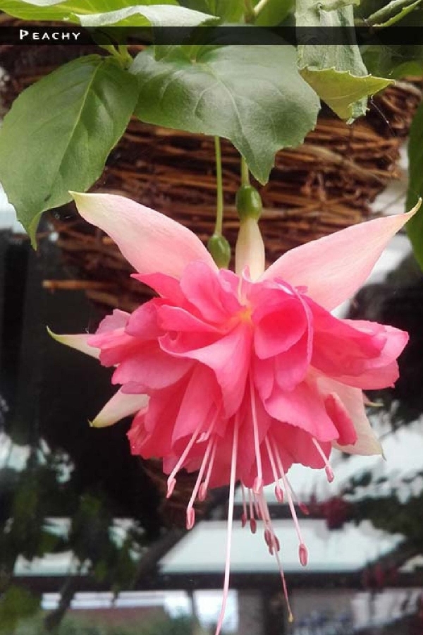 Küpe Çiçeği Fidesi Katmerli Xxl Çiçek ( Fuchsia Cultivars ) Peachy 1 Adet