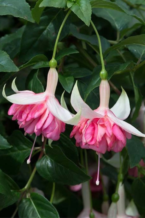 Küpe Çiçeği Fidesi Katmerli Xxl Çiçek ( Fuchsia Cultivars ) Peachy 1 Adet