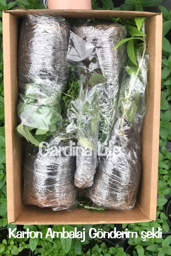 Küpe Çiçeği Fidesi Katmerli XXL Çiçek ( Fuchsia Cultivars ) Pink Marshmallow 1 Adet