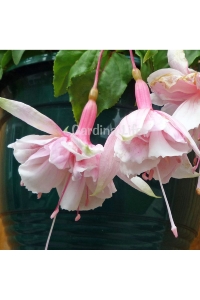 Küpe Çiçeği Fidesi Katmerli XXL Çiçek ( Fuchsia Cultivars ) Pink Marshmallow 1 Adet - Thumbnail