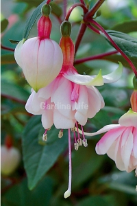 Küpe Çiçeği Fidesi Katmerli XXL Çiçek ( Fuchsia Cultivars ) Pink Marshmallow 1 Adet - Thumbnail