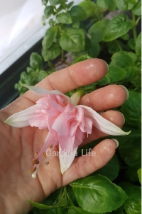 Küpe Çiçeği Fidesi Katmerli XXL Çiçek ( Fuchsia Cultivars ) Pink Marshmallow 1 Adet - Thumbnail