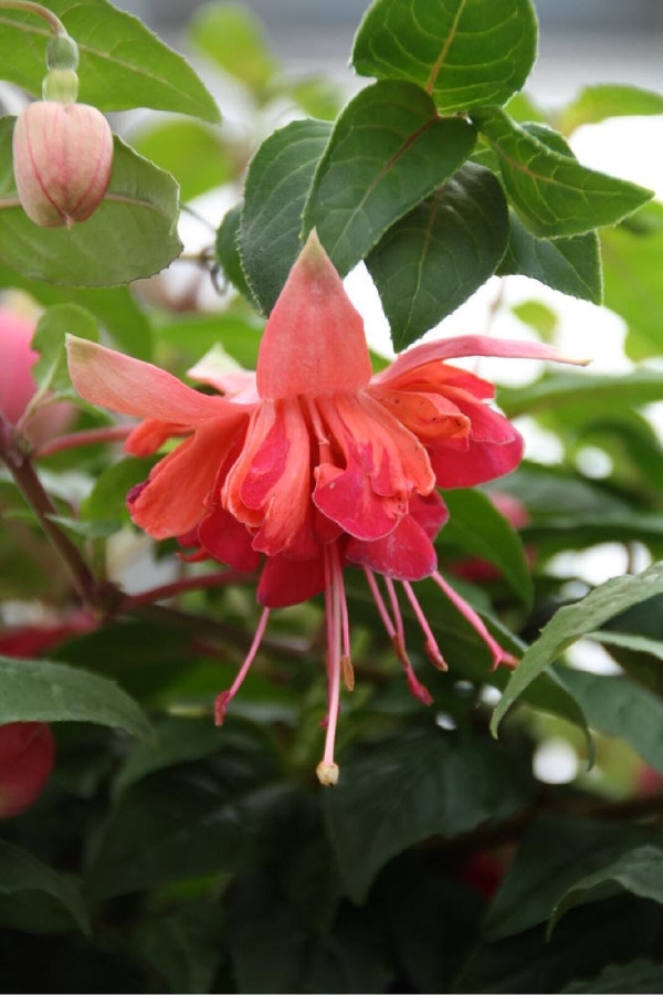 Küpe Çiçeği Fidesi Katmerli Xxl Çiçek ( Fuchsia Cultivars ) Salmon-orange 1 Adet