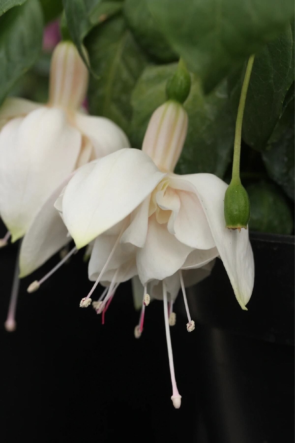 Küpe Çiçeği Fidesi Katmerli Xxl Çiçek Fuchsia Cultivars White King 1 Adet