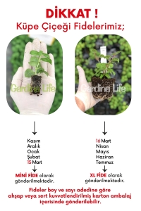 Küpe Çiçeği Fidesi Katmerli Xxl Çiçek Fuchsia Cultivars White King 1 Adet - Thumbnail