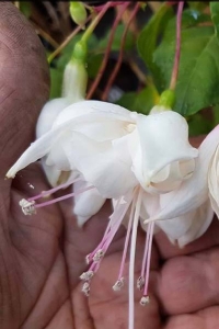 Küpe Çiçeği Fidesi Katmerli Xxl Çiçek Fuchsia Cultivars White King 1 Adet - Thumbnail