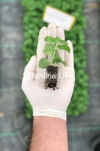 Küpe Çiçeği Fidesi Katmerli Xxl Çiçek Fuchsia Cultivars White King 1 Adet - Thumbnail