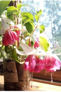 Küpe Çiçeği Fidesi Katmerli XXL Çiçek ( Fuchsia Cultivars ) White - Pink 1 Adet - Thumbnail