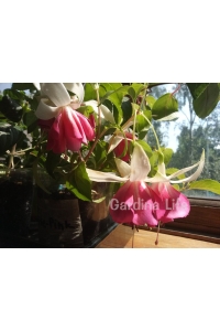 Küpe Çiçeği Fidesi Katmerli XXL Çiçek ( Fuchsia Cultivars ) White - Pink 1 Adet - Thumbnail