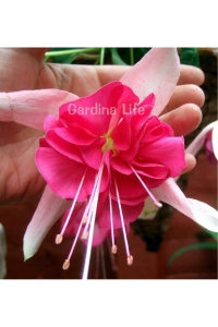 Küpe Çiçeği Fidesi Katmerli XXL Çiçek ( Fuchsia Cultivars ) White - Pink 1 Adet - Thumbnail