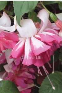 Küpe Çiçeği Fidesi Katmerli XXL Çiçek ( Fuchsia Cultivars ) White - Pink 1 Adet - Thumbnail